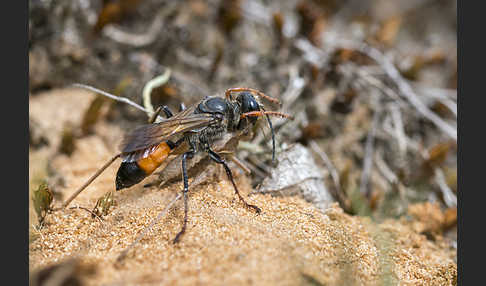 Heuschreckensandwespe (Sphex funerarius)