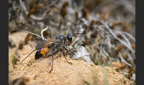 Heuschreckensandwespe (Sphex funerarius)