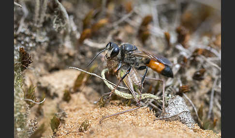 Heuschreckensandwespe (Sphex funerarius)