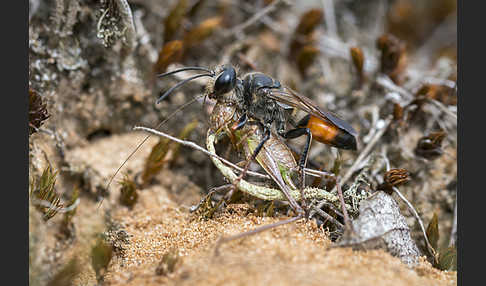 Heuschreckensandwespe (Sphex funerarius)