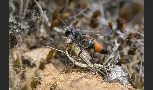 Heuschreckensandwespe (Sphex funerarius)