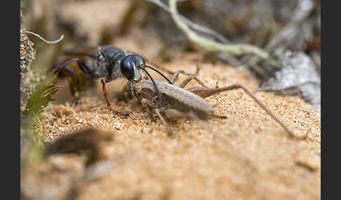 Heuschreckensandwespe (Sphex funerarius)