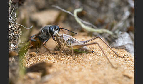 Heuschreckensandwespe (Sphex funerarius)