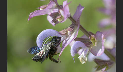 Große Holzbiene (Xylocopa violacea)