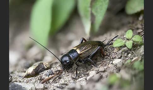 Feldgrille (Gryllus campestris)