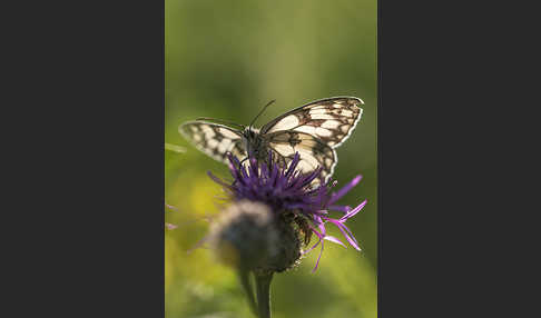 Schachbrett (Melanargia galathea)