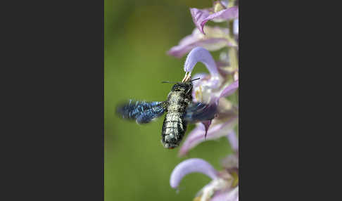 Große Holzbiene (Xylocopa violacea)