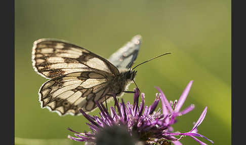 Schachbrett (Melanargia galathea)