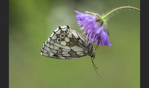 Schachbrett (Melanargia galathea)