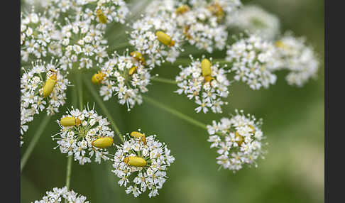 Schwefelkäfer (Cteniopus sulphureus)