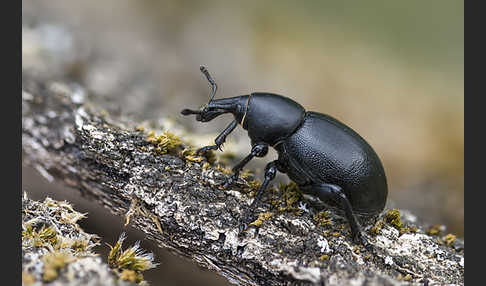 Kerbel-Dickrüssler (Liparus coronatus)