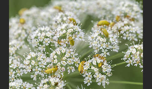 Schwefelkäfer (Cteniopus sulphureus)