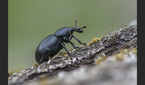 Kerbel-Dickrüssler (Liparus coronatus)