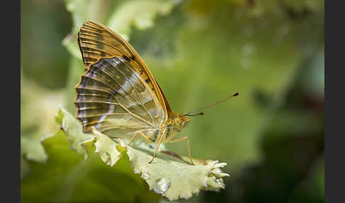 Kaisermantel (Argynnis paphia)