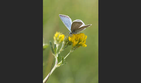 Streifenbläuling (Polyommatus damon)