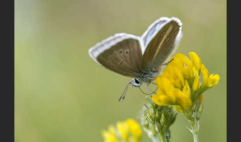 Streifenbläuling (Polyommatus damon)