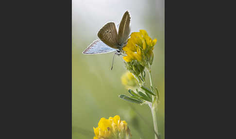 Streifenbläuling (Polyommatus damon)