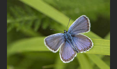 Streifenbläuling (Polyommatus damon)