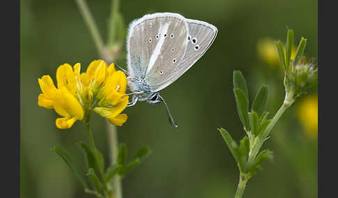 Streifenbläuling (Polyommatus damon)