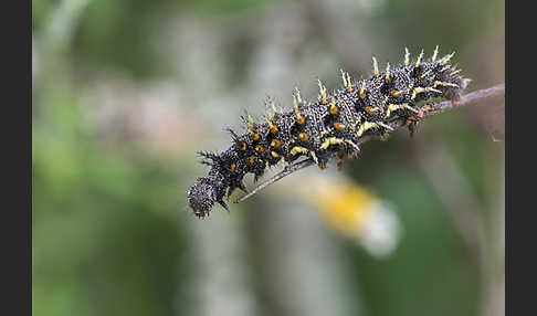 Admiral (Vanessa atalanta)