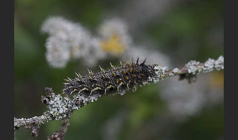 Admiral (Vanessa atalanta)