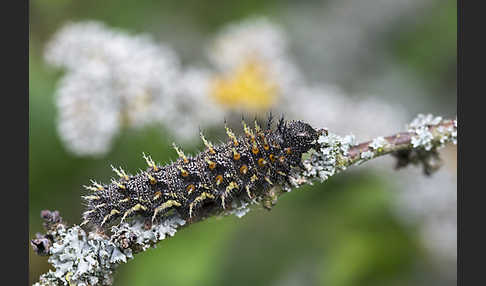 Admiral (Vanessa atalanta)