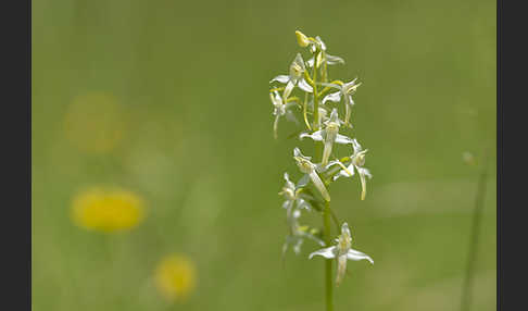 Weiße Waldhyazinthe (Platanthera bifolia)