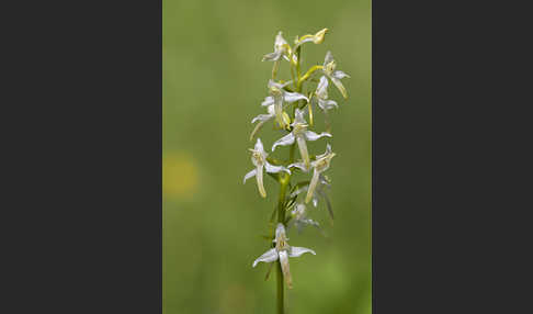 Weiße Waldhyazinthe (Platanthera bifolia)