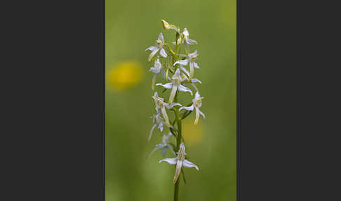 Weiße Waldhyazinthe (Platanthera bifolia)