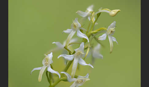 Weiße Waldhyazinthe (Platanthera bifolia)