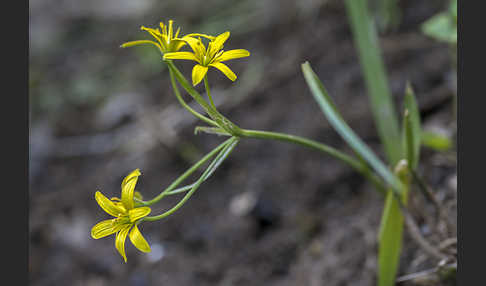 Wald-Gelbstern (Gagea lutea)