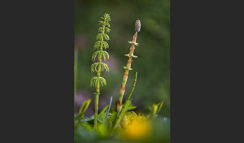 Acker-Schachtelhalm (Equisetum arvense)