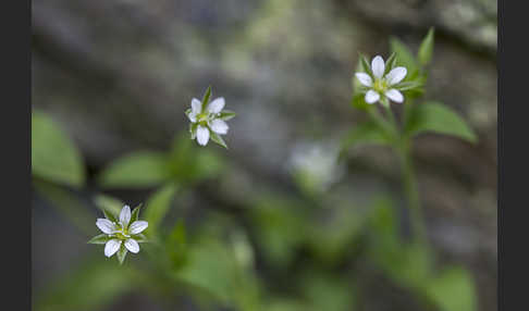 Dreinervige Nabelmiere (Moehringia trinervia)