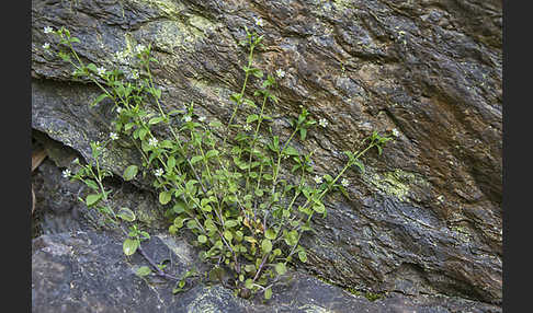 Dreinervige Nabelmiere (Moehringia trinervia)