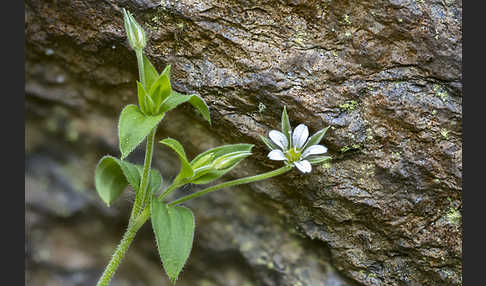 Dreinervige Nabelmiere (Moehringia trinervia)