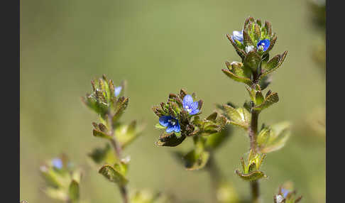 Feld-Ehrenpreis (Veronica arvensis)