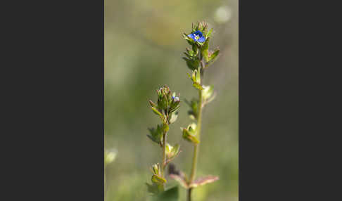 Feld-Ehrenpreis (Veronica arvensis)