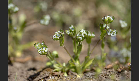 Gekielter Feldsalat (Valerianella carinata)