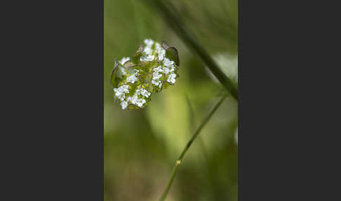 Gekielter Feldsalat (Valerianella carinata)