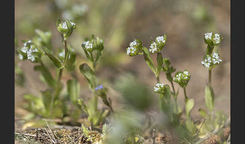 Gekielter Feldsalat (Valerianella carinata)