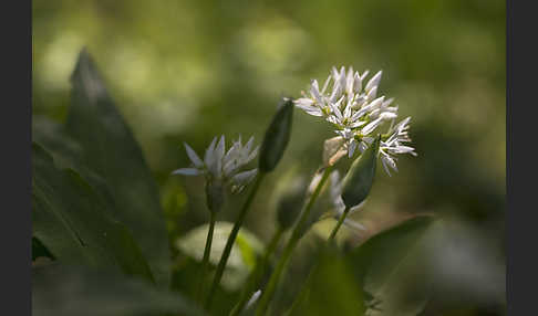 Bär-Lauch (Allium ursinum)