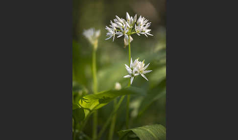 Bär-Lauch (Allium ursinum)