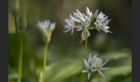 Bär-Lauch (Allium ursinum)