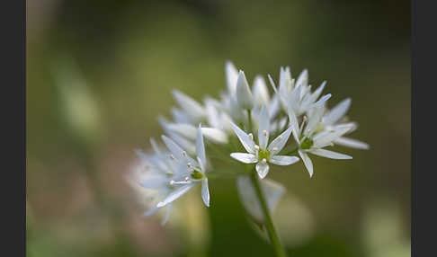 Bär-Lauch (Allium ursinum)