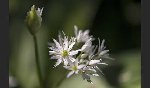 Bär-Lauch (Allium ursinum)