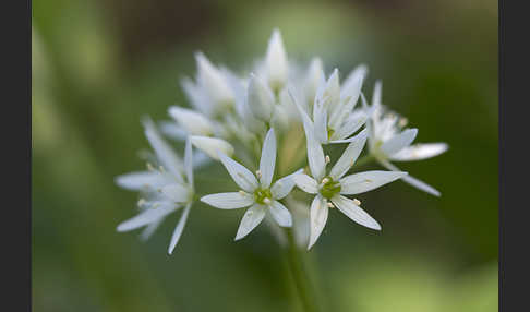 Bär-Lauch (Allium ursinum)