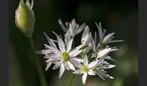 Bär-Lauch (Allium ursinum)