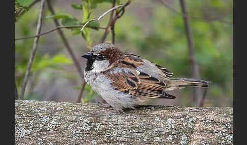 Haussperling (Passer domesticus)