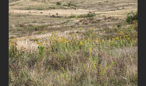 Kanadische Goldrute (Solidago canadensis)