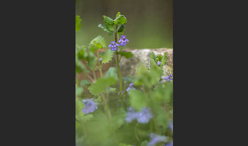 Gewöhnlicher Gundermann (Glechoma hederacea)